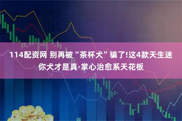 114配资网 别再被“茶杯犬”骗了!这4款天生迷你犬才是真·掌心治愈系天花板